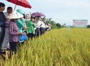 Giảm dùng thuốc sâu nhờ phân bón tốt