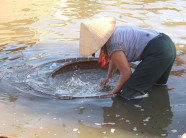 Ngón nghề cào hến “có một không hai” ở làng "đi thụt lùi"