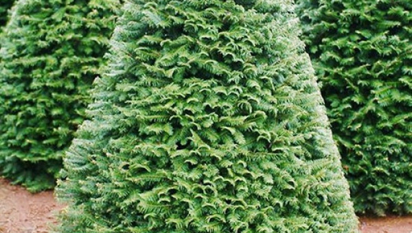 Cây thông Noel thật từ Mỹ giá 7 triệu đồng bán ở Sài Gòn