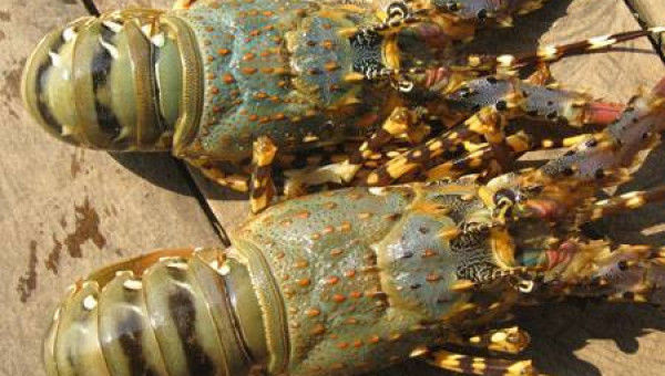 Vỏ tôm hùm bỗng đắt khách: Mua giá 2.000 đồng, bán ra gấp 50 lần