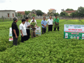 Hội cung ứng phân bón tốt, hội viên tăng thu nhập