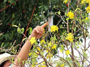 Chùm ảnh: "Tiếc đứt ruột" mai vàng miền Tây nở sớm do sốc nhiệt