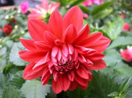 Trồng hoa thược dược nhiều màu khoe sắc rực rỡ quanh năm