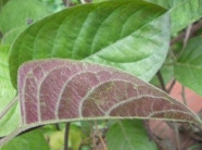 Công dụng chữa bệnh không ngờ của lá mơ tam thể