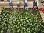 Tận mục vườn chuối xuất khẩu hiện đại giành giải nhất cuộc thi ảnh