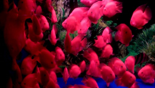 Kiến thức hay cho ai thích nuôi cá hồng két