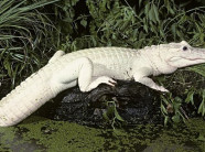 13 loài động vật ‘đột biến’ hiếm gặp nhất hành tinh