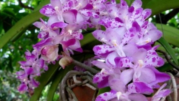 Mãn nhãn với những loài hoa lan chơi Tết cực sang chảnh