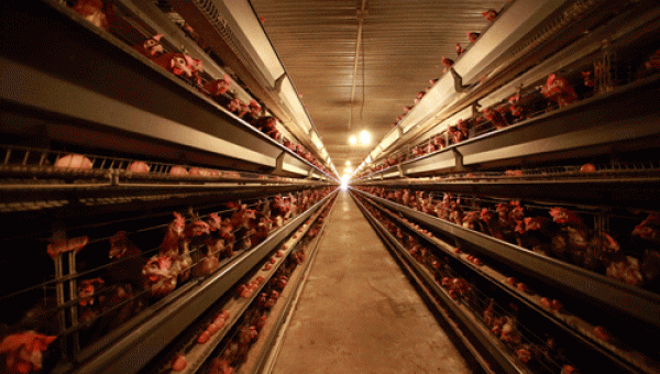 Dự án triệu đô, để truy xuất nguồn gốc lợn, gà