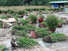 Khánh Hòa: Hậu mưa lũ, nhà vườn trồng hoa cúc bán Tết 