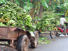 Mùa thu hoạch trên núi đá ở 'vương quốc chuối'