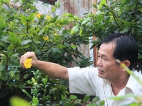 Che bạt, chong đèn ủ ấm cho mai Tết ở Sài Gòn