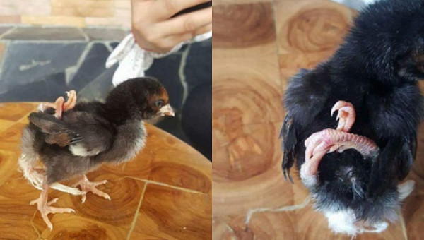 Chú gà lạ "chắp tay sau lưng" oai phong chưa từng thấy