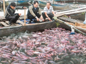 Nông dân làm giàu từ mô hình nuôi cá lồng trên sông