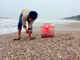 Sò lông dạt trắng bờ biển Hà Tĩnh