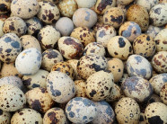 Mô hình nuôi chim cút khép kín - người dân hứng trứng thu hàng trăm triệu đồng