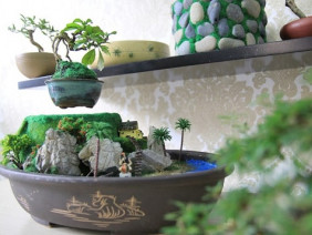 Bonsai tiền triệu bay lơ lửng trên không ở Sài Gòn