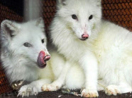 Tận thấy cáo Bắc cực trắng muốt, đẹp "ma mị" ở Việt Nam