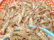 Mô hình nuôi tôm nhà kính ứng dụng công nghệ cao