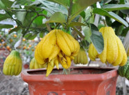 Trồng phật thủ, cả nhà đầy đủ