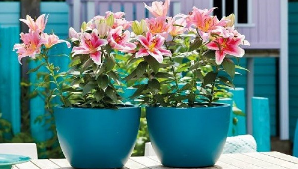 Bí kíp trồng hoa ly lùn trong chậu đón tết tươi sắc hoa