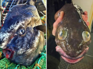 Đi biển có nghề, ngư dân trẻ vẫn tim đập chân run khi phát hiện thứ này mắc vào lưới