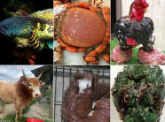 10 loài động vật độc lạ "hot" nhất năm 2016