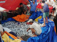 Ngư dân hò reo bỏ neo những con tàu đầy ắp cá, tôm, mực, ghẹ...