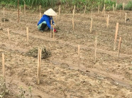 Ảnh: Nông dân xót xa mót rau, dọn ruộng trên cánh đồng nát bấy sau lũ