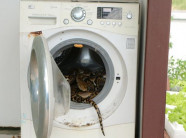 Thái Lan: Trăn dài gần 4m trong máy giặt há mồm dọa người