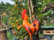 Vườn quất ghép cần thăng bonsai Đinh Dậu độc nhất vô nhị ở Thủ đô