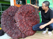 Tận mục nấm linh chi "khủng" to bằng cái ô, nặng 6kg mỗi cây