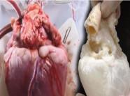 Rùng mình khi đem tim người rửa triệt để trắng phớ khiến nhiều người kinh hãi