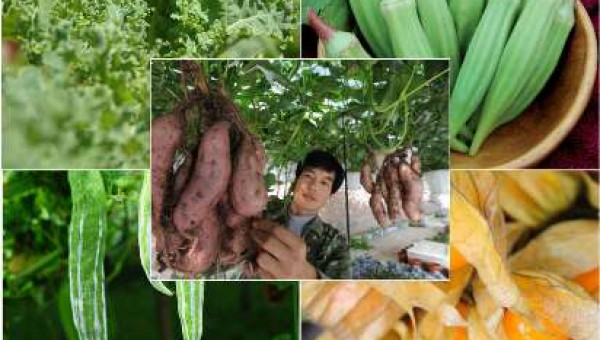 5 loại rau, củ, quả tự trồng được quan tâm nhất năm 2016