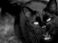 Giải thích nào cho hiện tượng xác chết sống lại khi có mèo đen nhảy qua