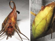 Năm 2016 người ta tìm được 7 sinh vật khó tin, cho thấy thế giới này còn nhiều điều mới lạ lắm