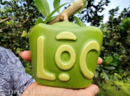 Bỏ tiền triệu đặt mua đào tiên thỏi vàng Tài Lộc độc lạ đón Tết