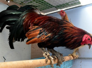 Những giống gà bạc triệu nhiều người tìm mua dịp Tết