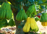 Độc nhất vô nhị phật thủ Đại Lộc Phát 68 triệu "khủng" nhất Bắc Bộ