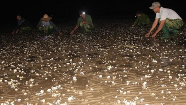 Ngao chết hàng loạt do chất thải đổ ra bãi nuôi vượt ngưỡng