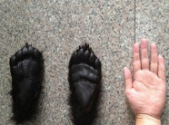 Đi qua hàng xóm thấy sân phơi hàng nghìn bàn chân bị cắt rời, gọi cảnh sát phát hiện sự thật kinh dị