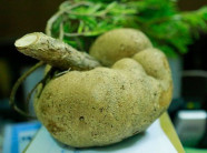 Nấm phục linh thiên quý giá hình củ khoai tây được phát hiện ở Nghệ An