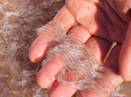 Mang đống sinh vật như sợi miến về nhà, vài ngày sau phải thả ra ngay lập tức khi phát hiện ra danh tính