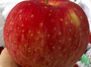 Táo Nhật khổng lồ: Của hiếm mỗi quả nặng 1 kg