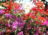 Hoa giấy 6 màu độc lạ "quyến rũ" cả khách Tây