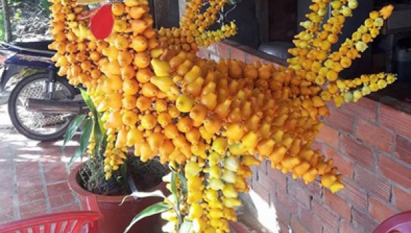 Lạ mắt cây dư hình Đinh Dậu đắt khách ngày cận Tết