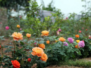 Vườn hồng cổ giá tới trăm triệu một cây của nữ chủ nhân 9X