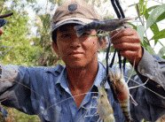 Tôm được giá, nông dân ồ ạt thả nuôi