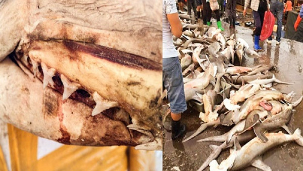 Cá mập bán công khai ngoài chợ Trung Quốc, 100.000 đồng/kg nhưng không ai dám mua