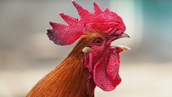 Một phụ nữ thiệt mạng sau khi bị gà mái mổ vào tay